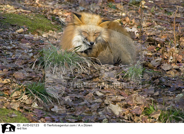 Rotfuchs / red fox / AVD-02123