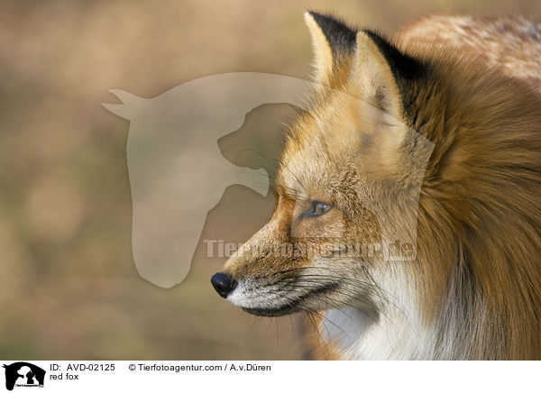 Rotfuchs / red fox / AVD-02125