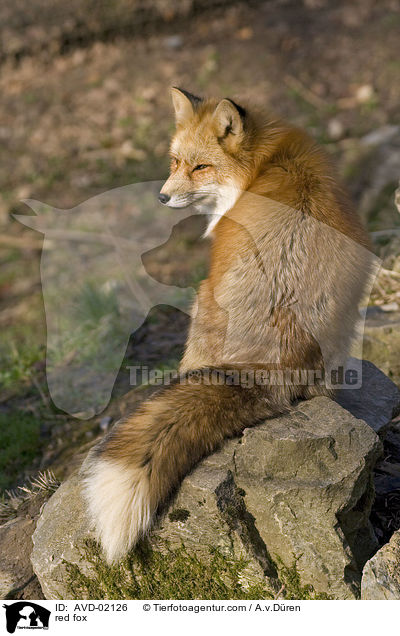 Rotfuchs / red fox / AVD-02126