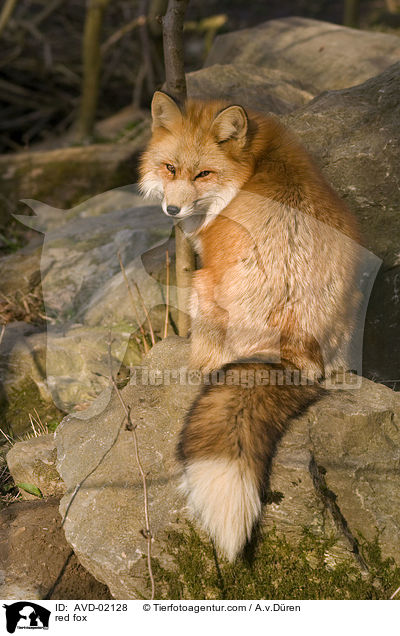 Rotfuchs / red fox / AVD-02128