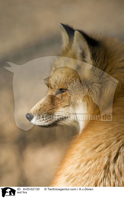 Rotfuchs / red fox / AVD-02130