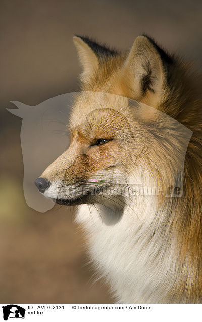 Rotfuchs / red fox / AVD-02131
