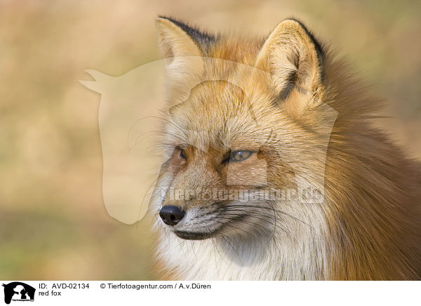 Rotfuchs / red fox / AVD-02134