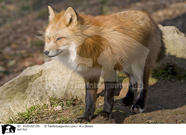 Rotfuchs / red fox / AVD-02135