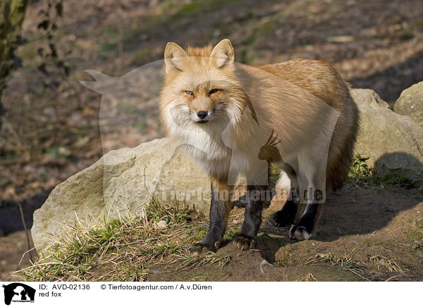 Rotfuchs / red fox / AVD-02136