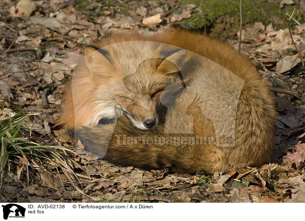 Rotfuchs / red fox / AVD-02138