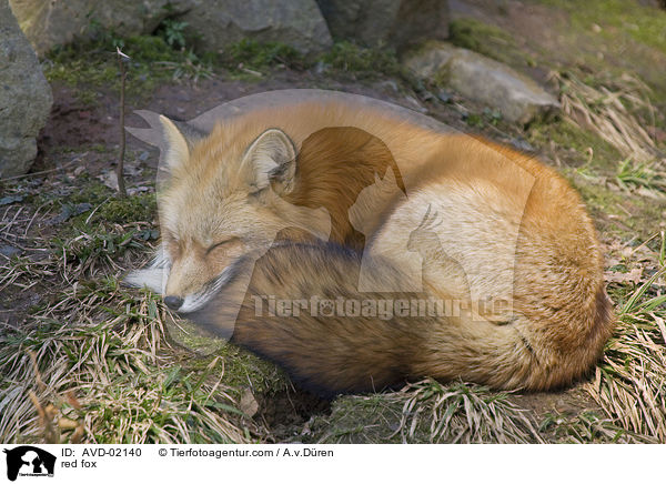 Rotfuchs / red fox / AVD-02140
