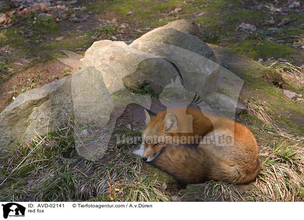 Rotfuchs / red fox / AVD-02141