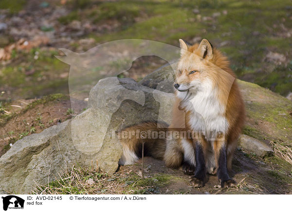 Rotfuchs / red fox / AVD-02145