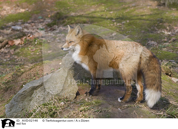 Rotfuchs / red fox / AVD-02146