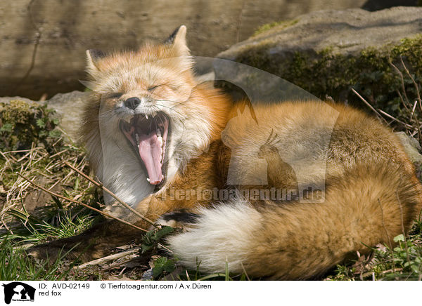 Rotfuchs / red fox / AVD-02149