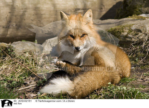 Rotfuchs / red fox / AVD-02151