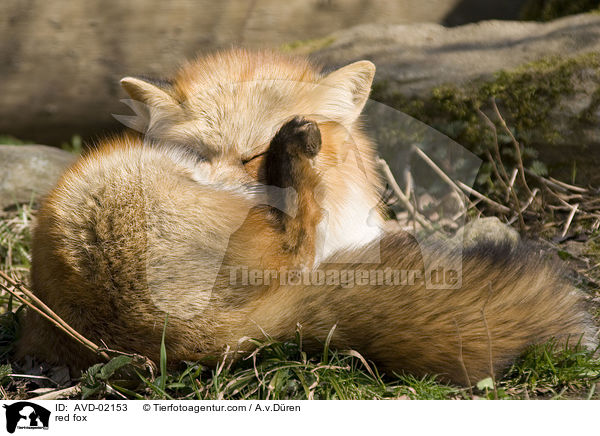 Rotfuchs / red fox / AVD-02153