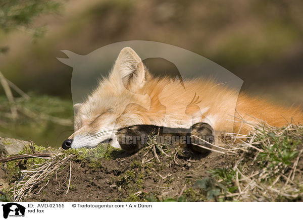 Rotfuchs / red fox / AVD-02155