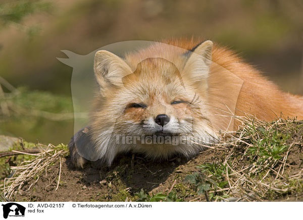 Rotfuchs / red fox / AVD-02157
