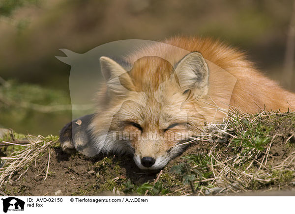 Rotfuchs / red fox / AVD-02158