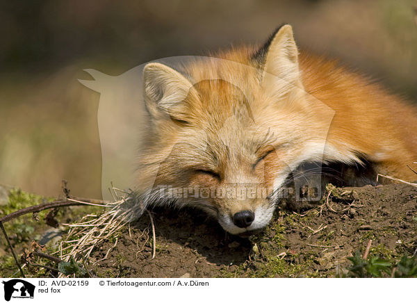red fox / AVD-02159