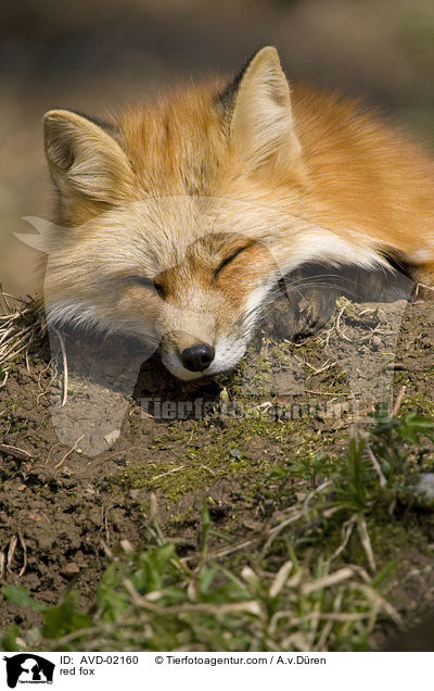 Rotfuchs / red fox / AVD-02160