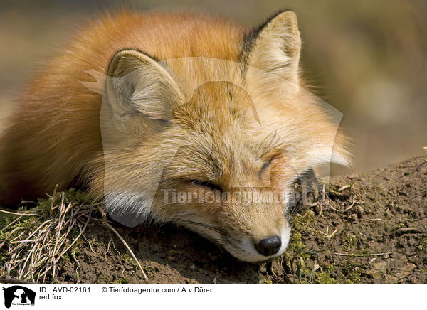 Rotfuchs / red fox / AVD-02161