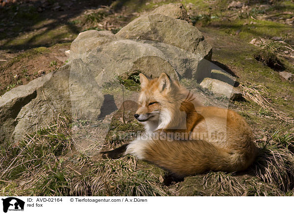 Rotfuchs / red fox / AVD-02164