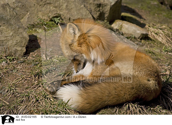 Rotfuchs / red fox / AVD-02165