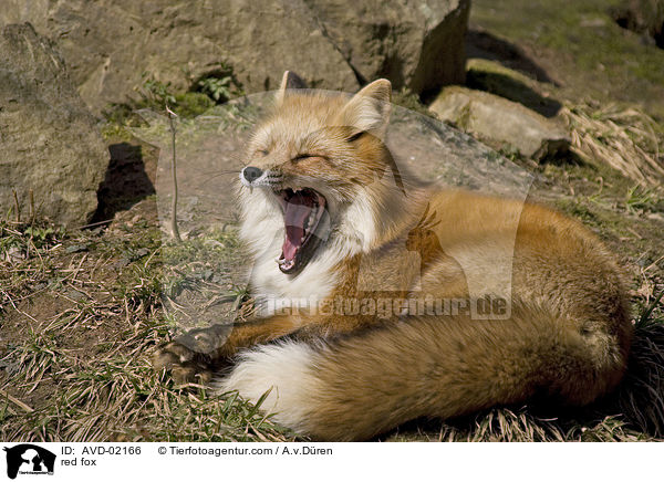 Rotfuchs / red fox / AVD-02166