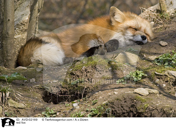 Rotfuchs / red fox / AVD-02169