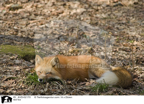 Rotfuchs / red fox / AVD-02170