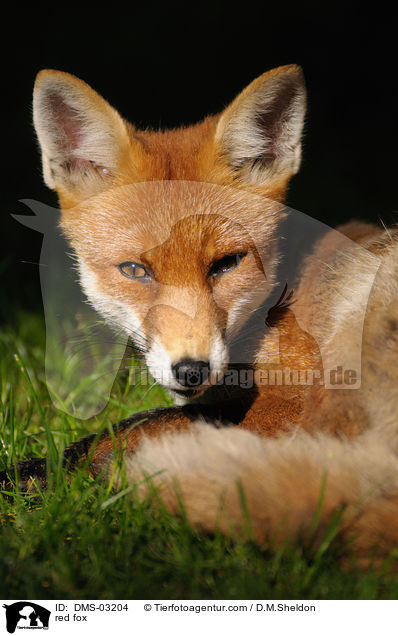 red fox / DMS-03204