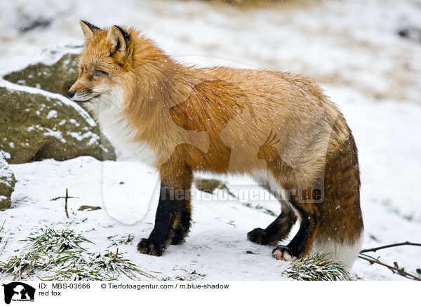 Rotfuchs / red fox / MBS-03666
