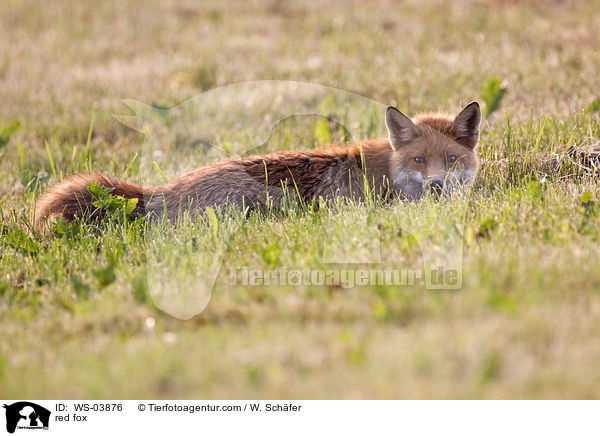 Rotfuchs / red fox / WS-03876