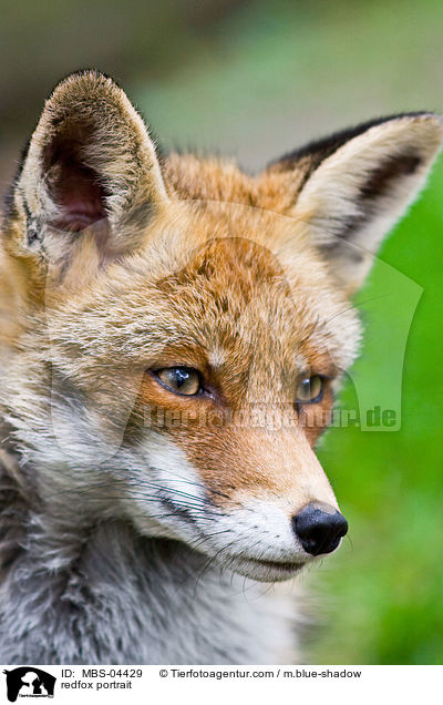 Rotfuchs Portrait / redfox portrait / MBS-04429