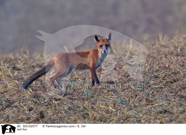Rotfuchs / red fox / SO-02577