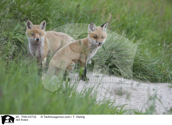 Rotfchse / red foxes / THA-03732