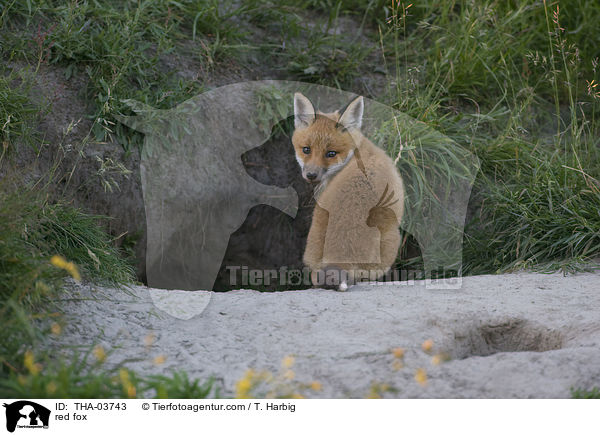 red fox / THA-03743