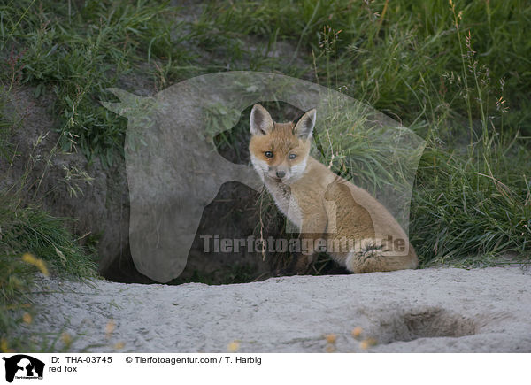 red fox / THA-03745