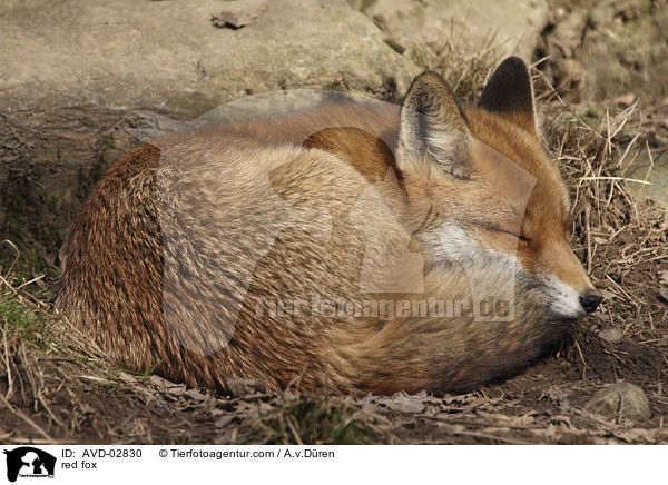 red fox / AVD-02830