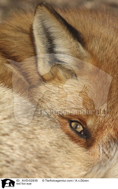 Rotfuchs Auge / red fox eye / AVD-02836