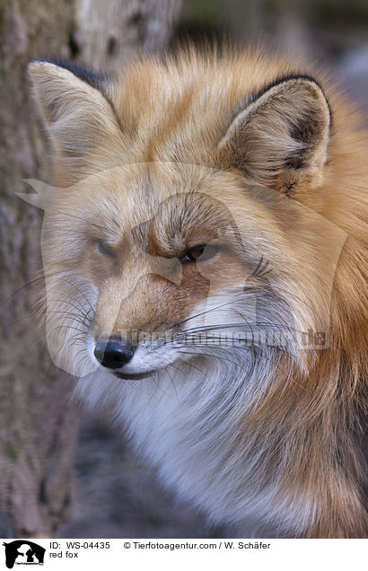 Rotfuchs / red fox / WS-04435