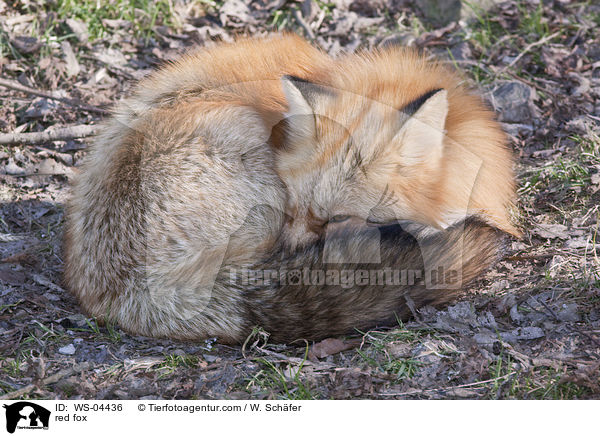 Rotfuchs / red fox / WS-04436