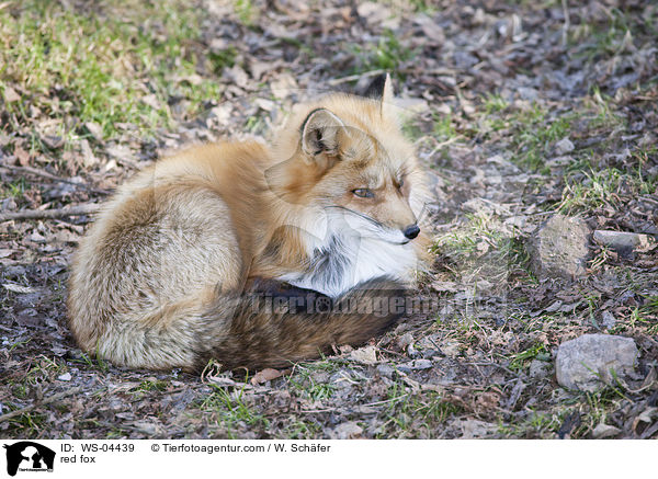 Rotfuchs / red fox / WS-04439