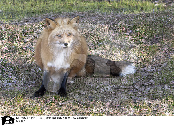 Rotfuchs / red fox / WS-04441