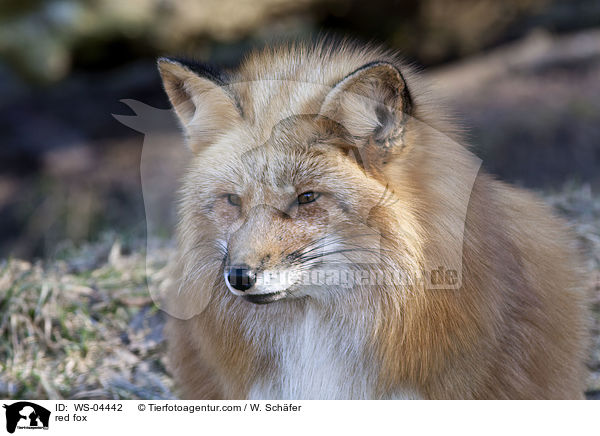 Rotfuchs / red fox / WS-04442