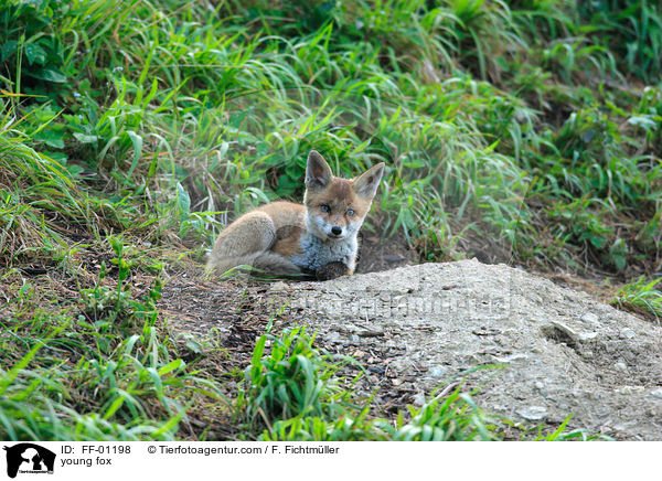 junger Fuchs / young fox / FF-01198
