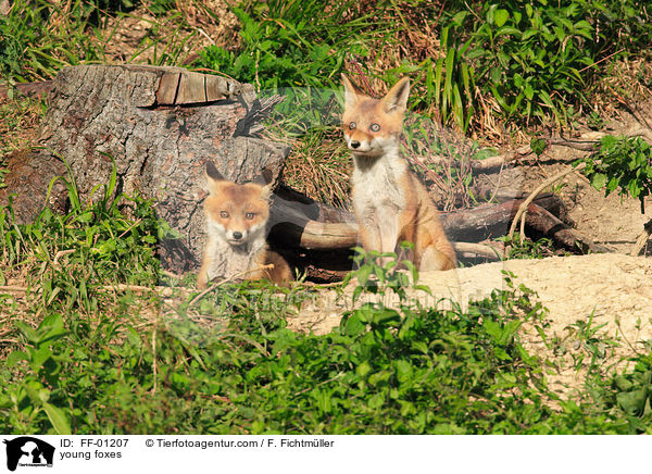 young foxes / FF-01207