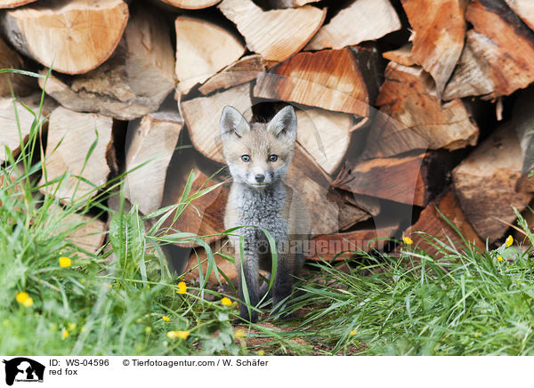red fox / WS-04596
