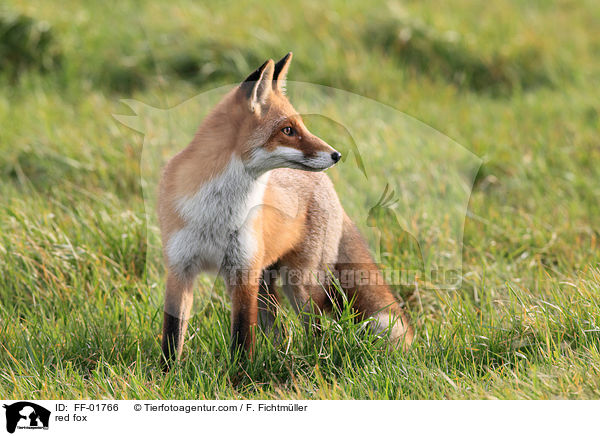 red fox / FF-01766