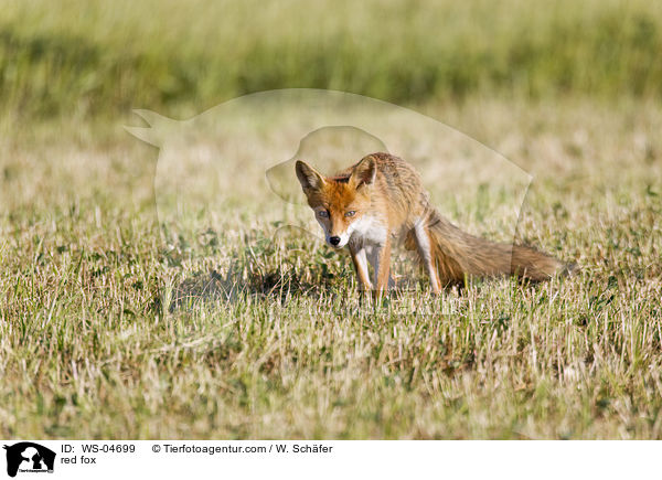 Rotfuchs / red fox / WS-04699