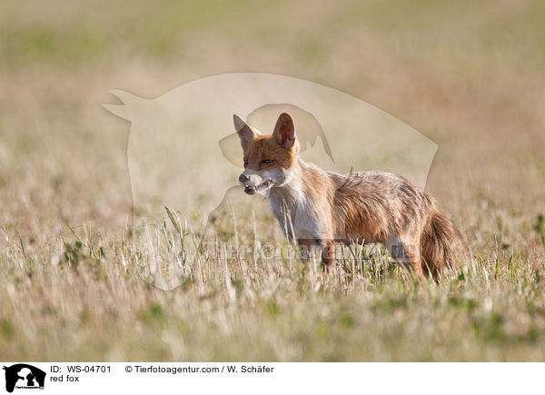 Rotfuchs / red fox / WS-04701