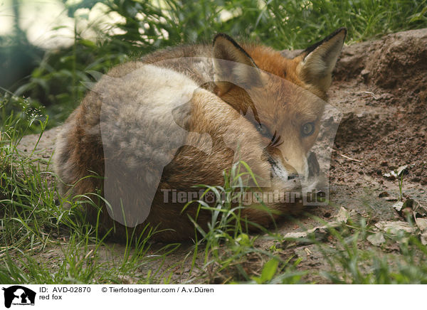 Rotfuchs / red fox / AVD-02870